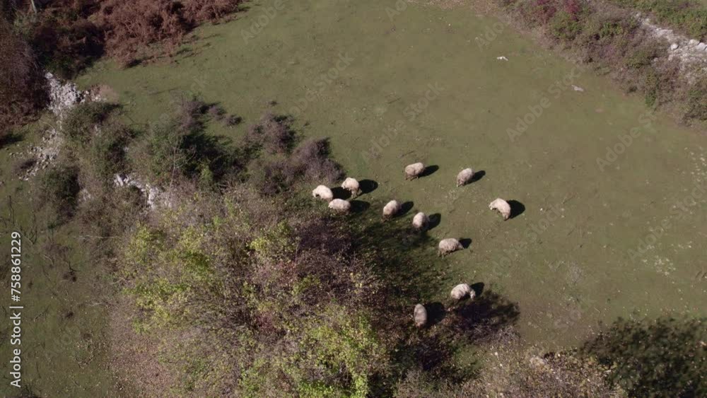 Aerial view of herd of sheep grazing in Albanian Alps during autumn season, Theth, Albania Aerial view of herd of sheep grazing in Albanian Alps during autumn season, Theth, Albania