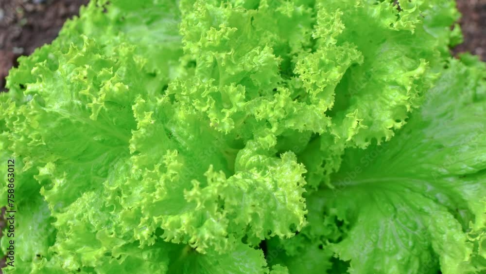 Fresh and Crisp Lettuce: A vibrant, appetizing image of lettuce showcasing its lush green color and irresistible freshness. Fresh and Crisp Lettuce: A vibrant, appetizing image of lettuce showcasing its lush green color and irresistible freshness.