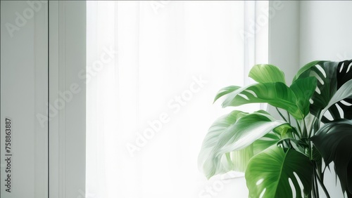 Light breaks through the window of a white room with a green plant.