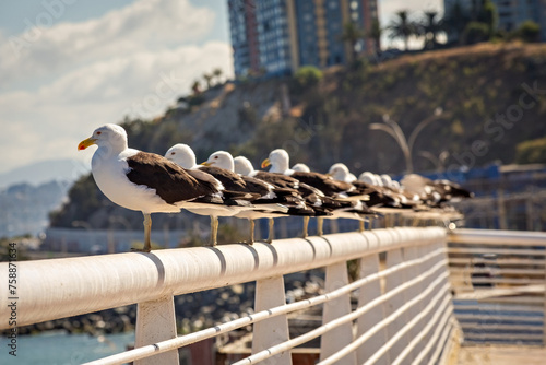 seagulls sitting on the fence in Valparaiso, Chile photo