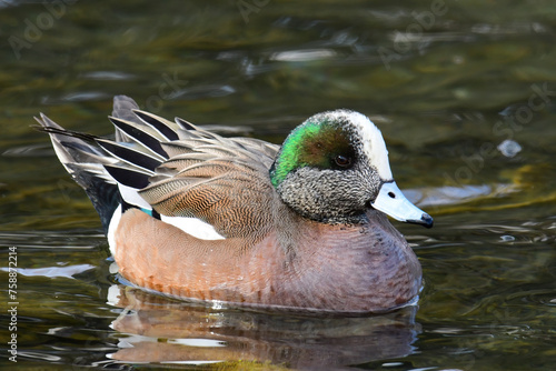 American Wigeon