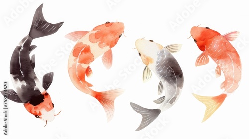 abstract watercolor koi carp fish on a white background.