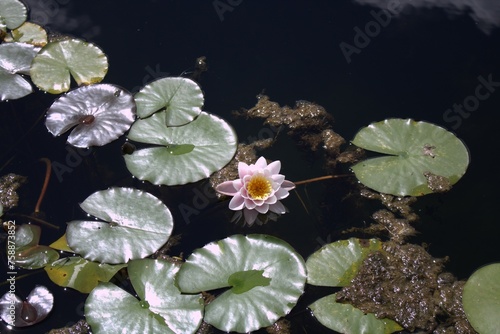 Blossom reflected in Water