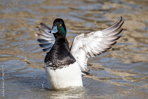 Scaup