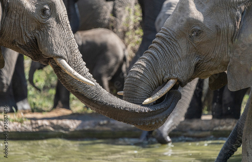 Photography A closeup of two African elephants interaction with their trunks, Greater Kruger