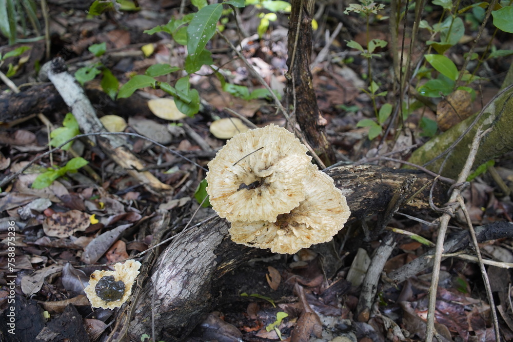 Pycnoporus sanguineus is a white rot saprobic fungus. It was discovered on Guana Island (part of the Virgin Islands) but occurs throughout the tropics and subtropics, usually growing on dead hardwoods Pycnoporus sanguineus is a white rot saprobic fungus. It was discovered on Guana Island (part of the Virgin Islands) but occurs throughout the tropics and subtropics, usually growing on dead hardwoods