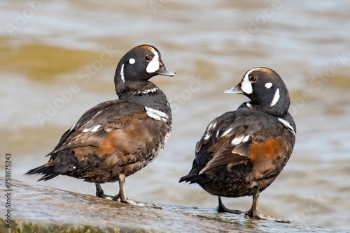 Harlequin Duck