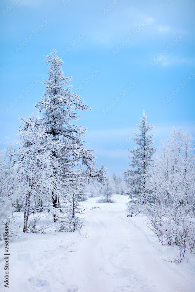 Snow covered forest Snow covered forest