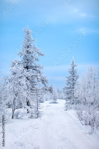 Snow covered forest © art_zzz