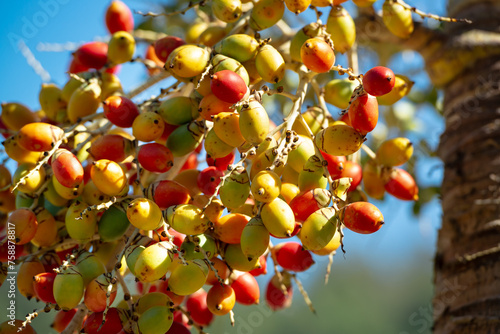 Branch of Orange Red tropical berries Fruit of Christmas Palm (Manila Palm Adonidia Merrillii) photo