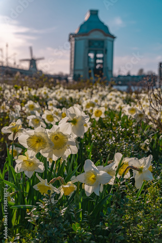 Cultivation of daffodils (Narcissus poeticus) in a beautiful garden of Zaanse Schans museum in sunny day at spring