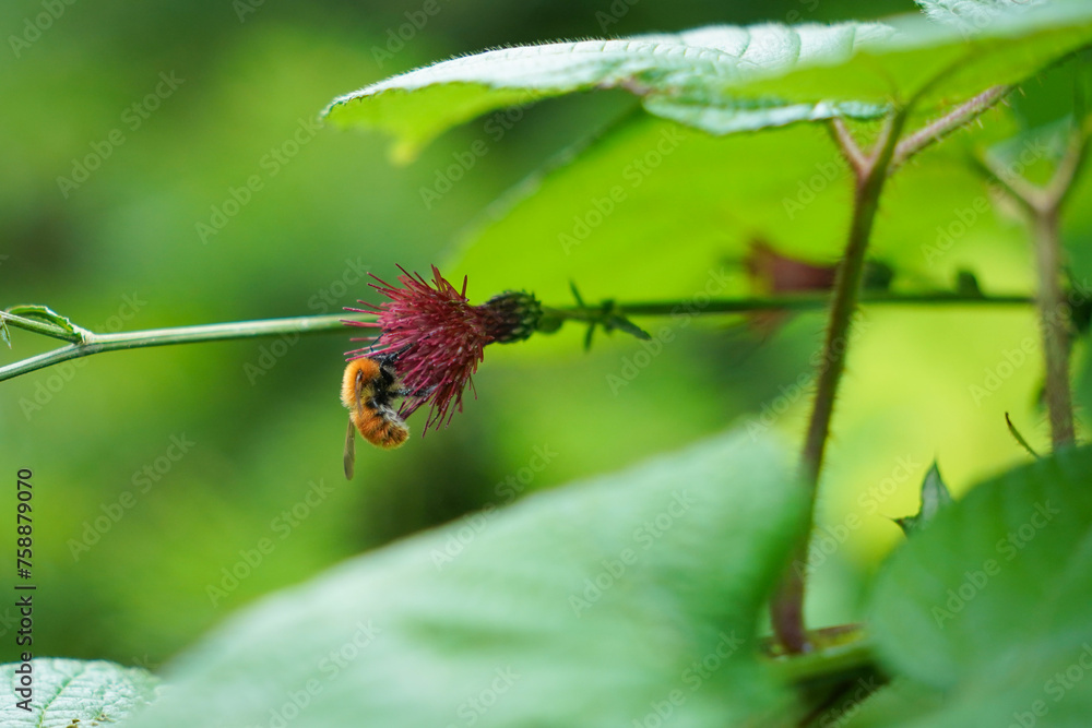 A Honey Bee Collecting Pollen from Flower A Honey Bee Collecting Pollen from Flower
