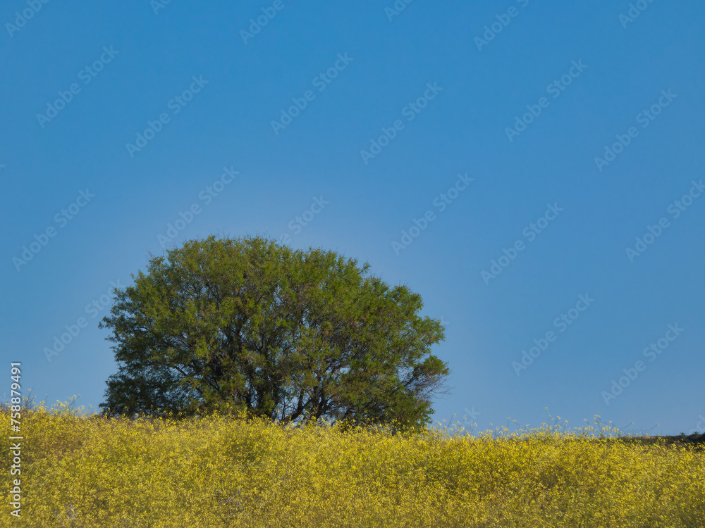 landscape, sunny, spain, plants, nature, view, outdoor, spring, landscape, sunny, spain, plants, nature, view, outdoor, spring,