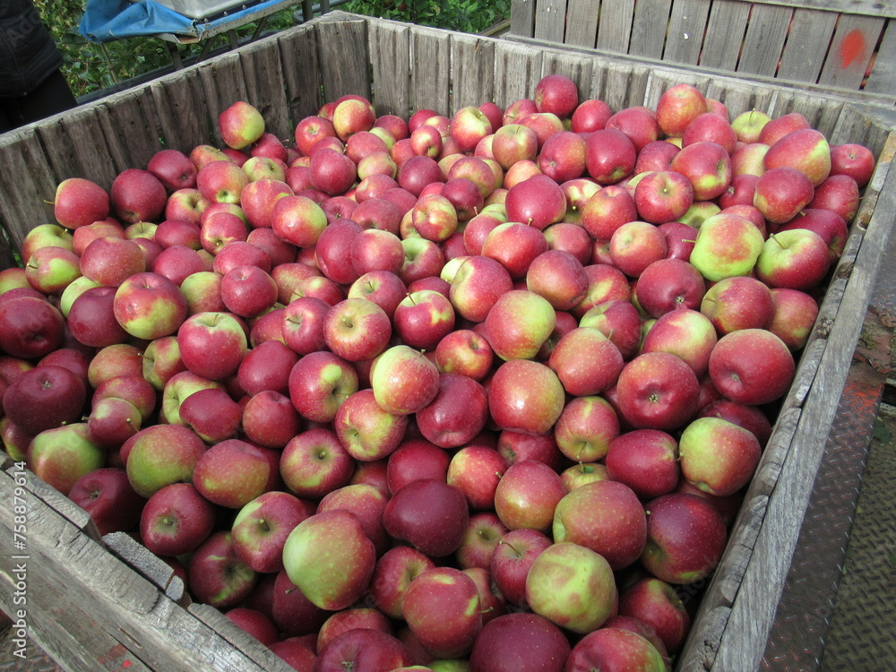 pomme jonagold pomme jonagold
