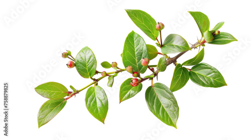 Wintergreen on Transparent Background PNG