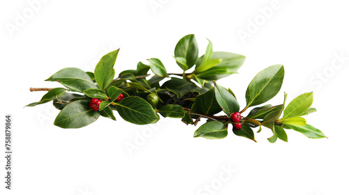 Wintergreen on Transparent Background PNG photo