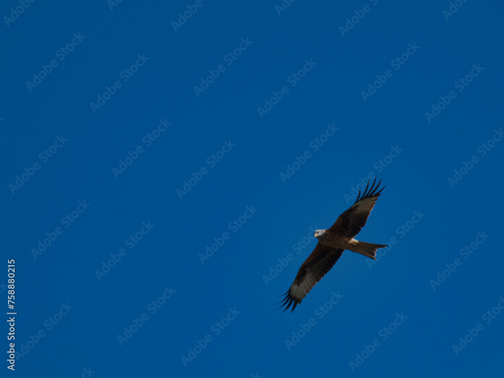 Obraz premium bird, animal, nature, ornithology, wild, wildlife, outdoors, sun