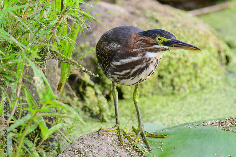Obraz premium Green Heron
