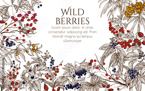 Vector frame of forest berries. Cornus sanguinea, sea buckthorn, rose hips, ligustrum, hawthorn, elderberry, paris quadrifolia, lily of the valley berries, euonymus, belladonna