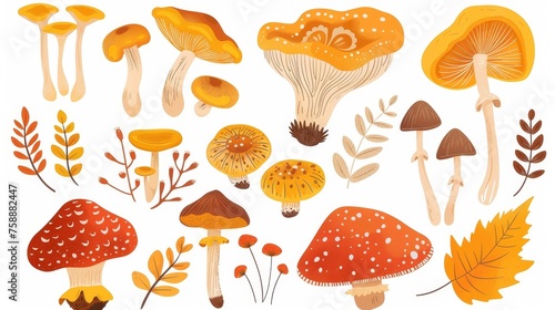 A set of edible autumnal mushrooms. Gilled agarics, Lactarius resimus, chanterelle, russula. Natural forest food plants. Botanical flat modern illustrations isolated on white.