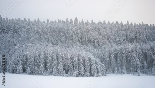 Snow covered forest with pine trees