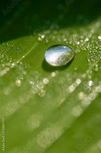 drops on the green banana leaf, purity in nature concept
