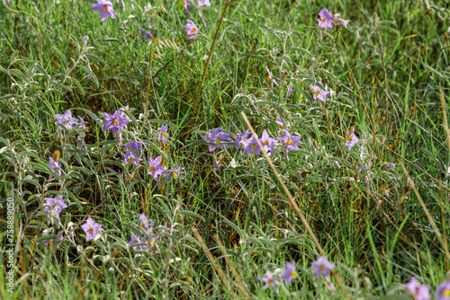 Group of blue flowers of solanum elaeagnifolium