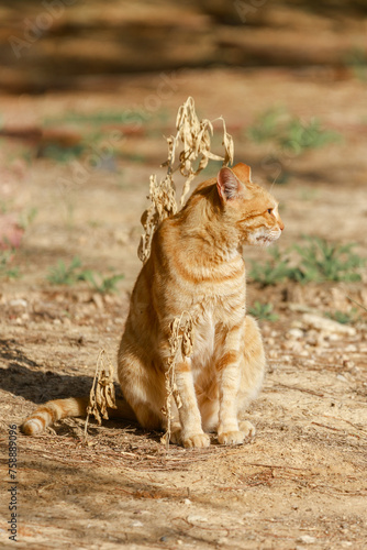 Portrait of a lonely ginger cat with dried plants