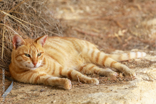 Lonely ginger cat lies in the desert