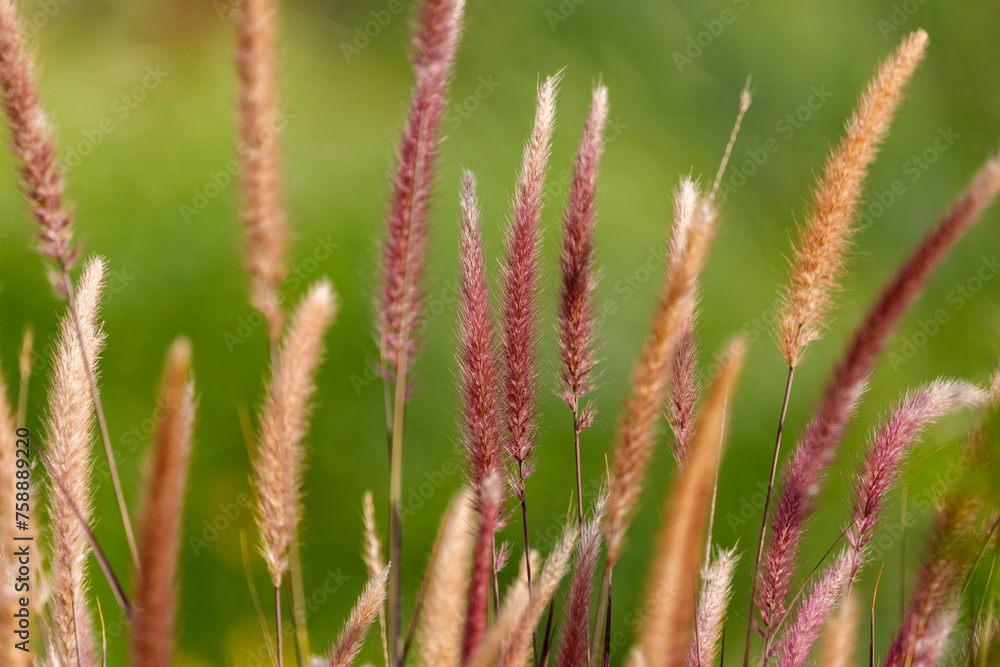 Some red pennisetum grass