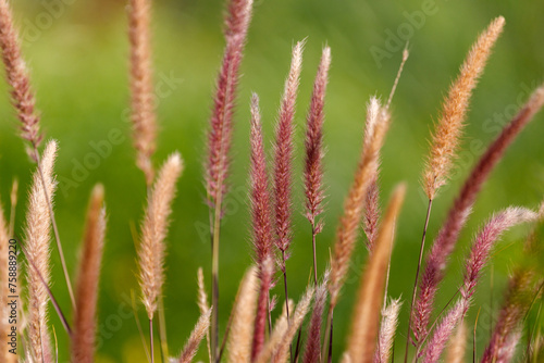 Some red pennisetum grass