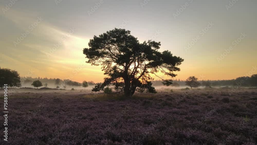 Aerial view of purple heather fields with fog at sunrise, Veluwe, Netherlands Aerial view of purple heather fields with fog at sunrise, Veluwe, Netherlands