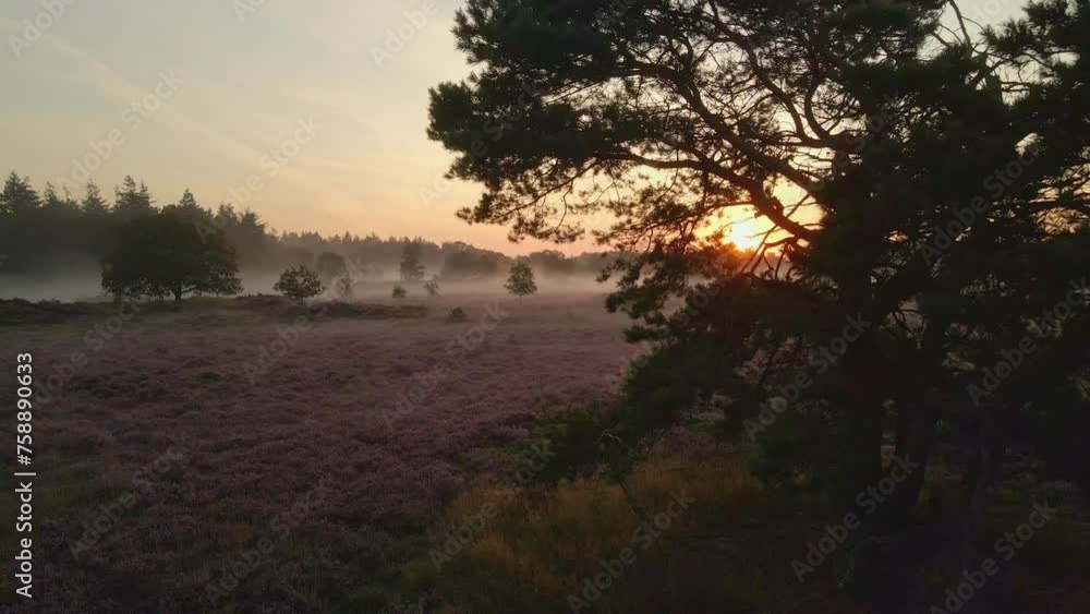 Aerial view of purple heather fields with fog at sunrise, Veluwe, Netherlands