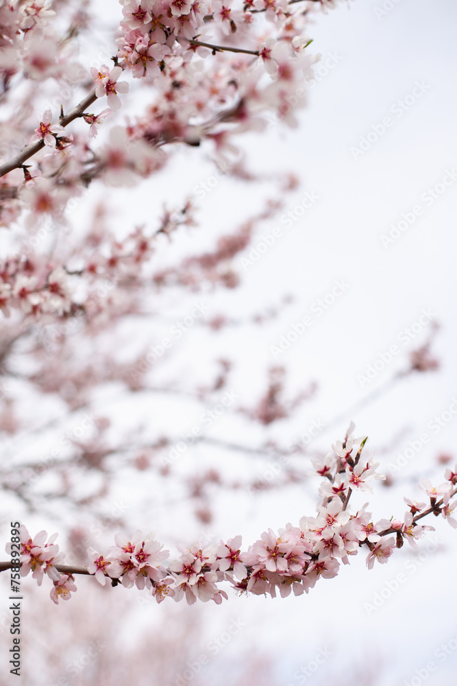 pastel pink blossoms on almond tree branch closeup. Full bloom of almonds in orchard in march. Hanami cherry blossom spring season. pastel pink blossoms on almond tree branch closeup. Full bloom of almonds in orchard in march. Hanami cherry blossom spring season.