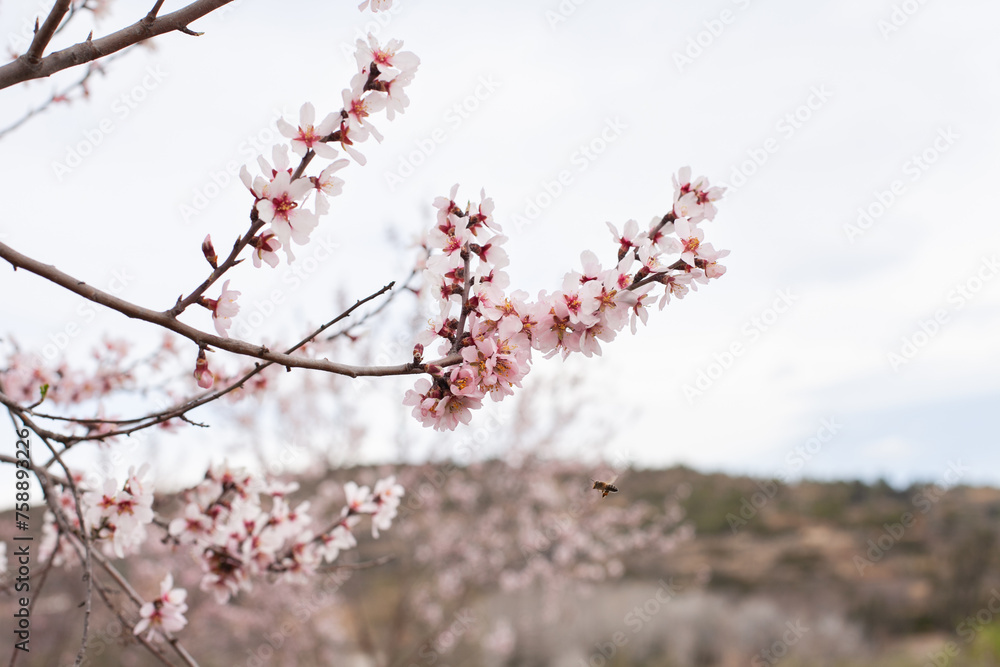 almond trees orhard in full bloom in spring. Pastel pink white blossom flowers on branches of tree. Hanami festival - watching blooming. almond trees orhard in full bloom in spring. Pastel pink white blossom flowers on branches of tree. Hanami festival - watching blooming.