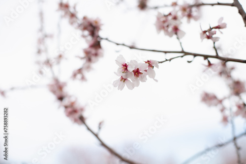pastel pink blossoms on almond tree branch closeup. Full bloom of almonds in orchard in march. Hanami cherry blossom spring season.