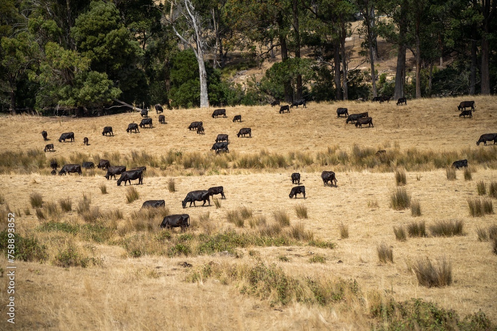 herd of cows in a dry summer in a field on a farm in a drought herd of cows in a dry summer in a field on a farm in a drought