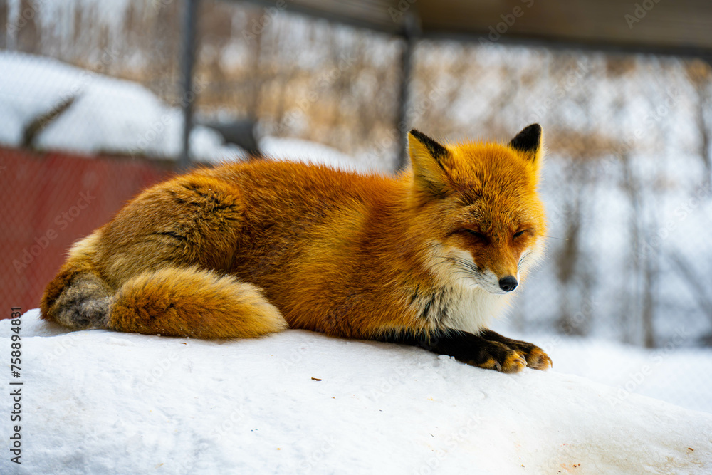 Obraz premium キタキツネ④