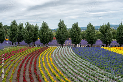  flower garden in Hokkaido, Japan