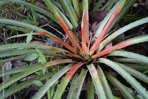 Bromelia pinguin is a plant species in the genus Bromelia. This species is native to Central America, Mexico, the West Indies and northern South America. Botanical Garden, Caucaia - Fortaleza - Ceará, photo