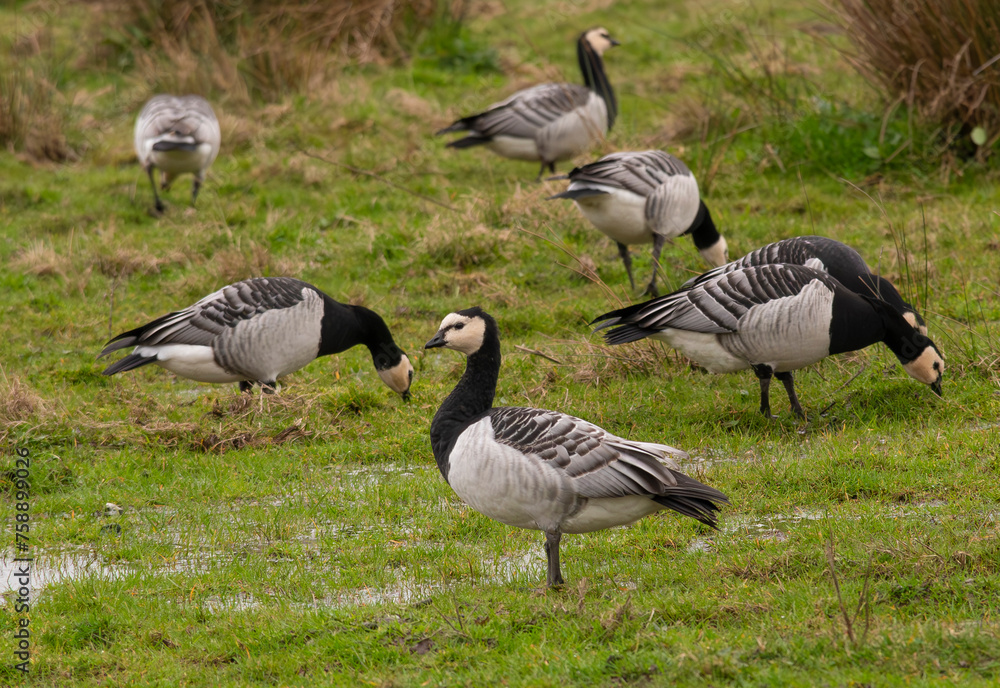 foraging, migratory, migration, marshland, marsh, black, white, grey, birds, belgium, flanders, ghent, reserve, bourgoyen, wetlands, field, fing, fowl, shorebird, prairie, wetland, wing, nature, grass foraging, migratory, migration, marshland, marsh, black, white, grey, birds, belgium, flanders, ghent, reserve, bourgoyen, wetlands, field, fing, fowl, shorebird, prairie, wetland, wing, nature, grass