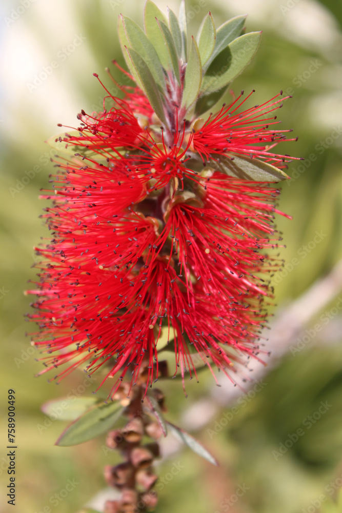 Red Bottlebrush flower, background with copy space Red Bottlebrush flower, background with copy space
