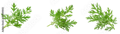 Artemisia vulgaris L, Sweet wormwood, Mugwort or artemisia annua branch green leaves on white background