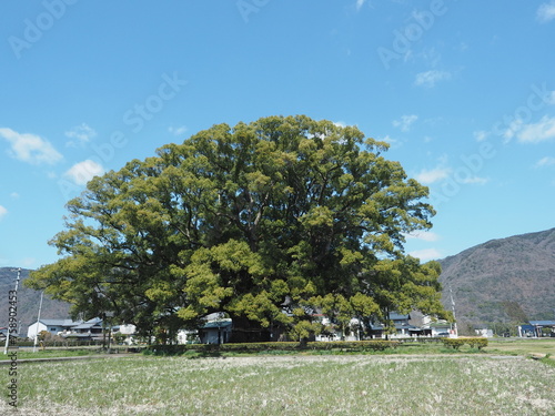 加茂の大クス（樹齢1000年を超えるクスノキの巨木） photo