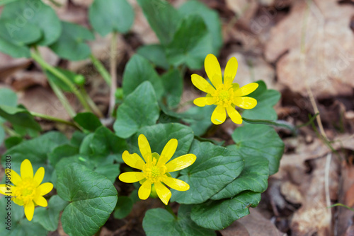 lesser celandine, (Ranunculus ficaria, Ficaria grandiflora), forest spring yellow flowers.