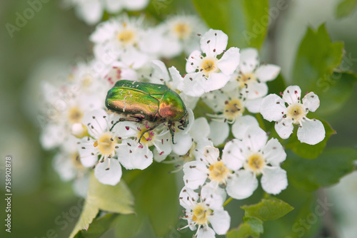 Cetonia aurata sits on pear flowers, macro photo.