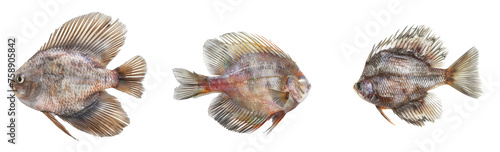 Sun dried fish, SnakeSkin Gourami Fish, Trichogaster pectoralis isolated on white background Top view
