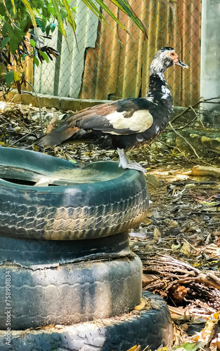 Muscovy duck in garden tropical nature in Puerto Escondido Mexico. photo