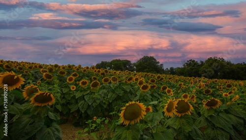 Sunflower field and various times