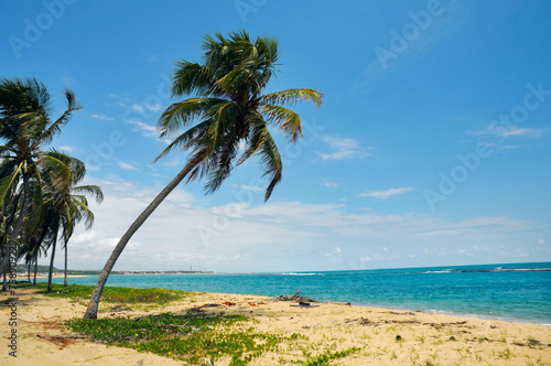 Fototapeta Naklejka Na Ścianę i Meble -  Gunga Beach or Praia do Gunga, a paradisiac beach with its clear waters and coconut trees, North Coast, Maceio, Alagoas, Feb 2020